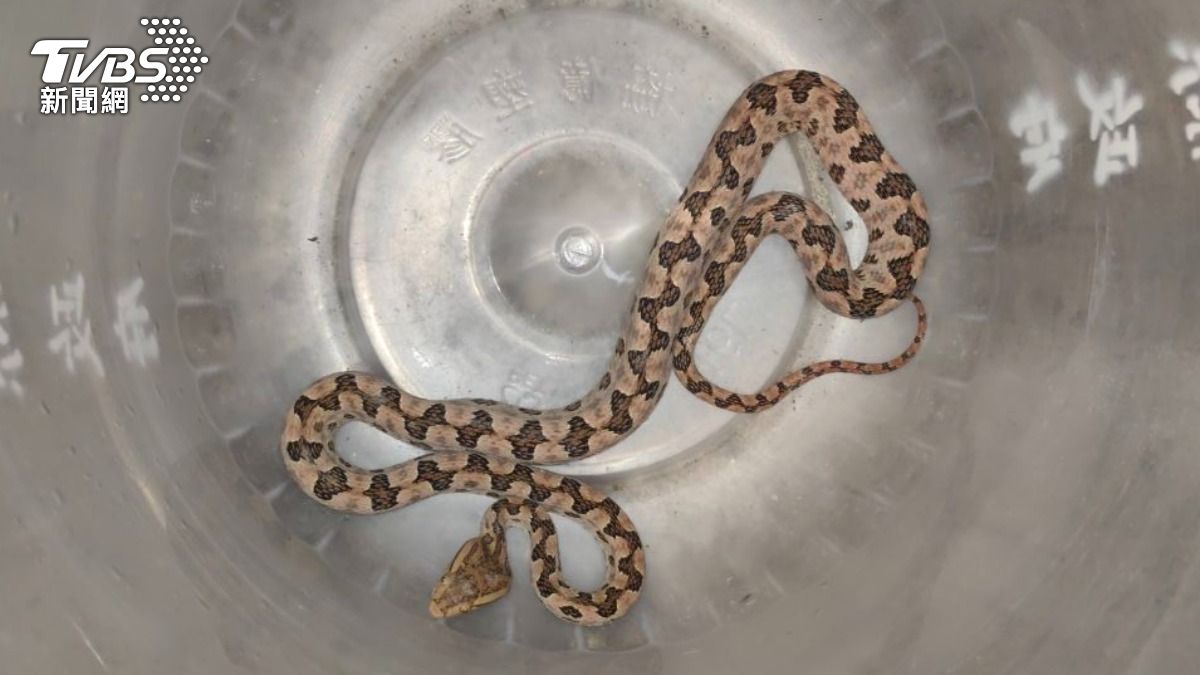 龜殼花。（圖／TVBS）