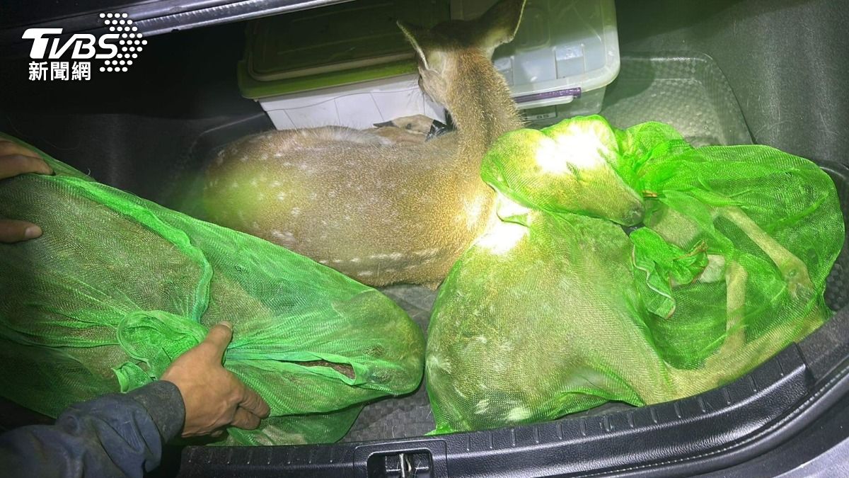 槍殺割角還棄屍！死、活梅花鹿都不放過　歹毒盜獵集團落網了