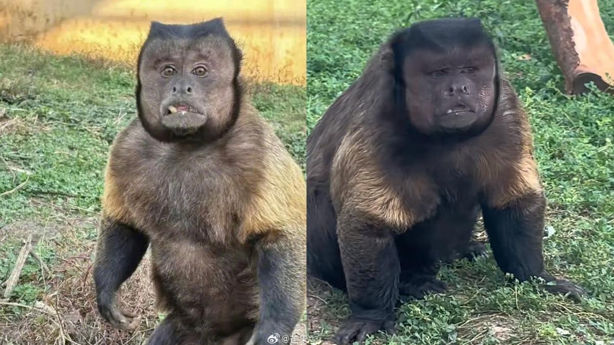 爆紅1個月「方臉猴突死亡」！動物園證實噩耗　陸網：來不及去看　