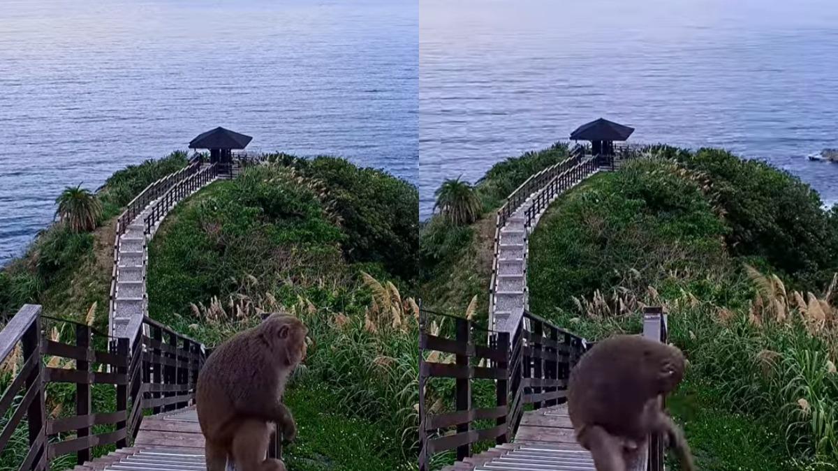 花蓮鏡頭君剛修好！「不雅畫面」全被直播　網笑翻：真抓猴現場