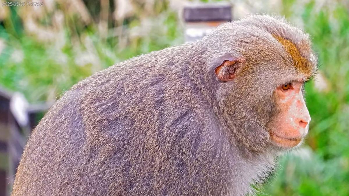 東海岸管理處也特地將美猴王現身的畫面剪輯成一段影片。（圖／翻攝自東部海岸國家風景管理處YouTube）