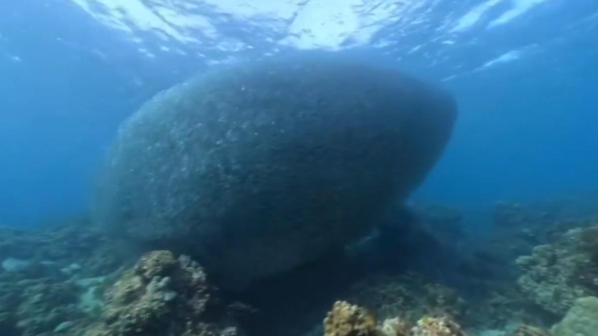 壯觀！潛客目睹上萬「沙丁魚風暴」　罕見竟誤認成「海洋垃圾」