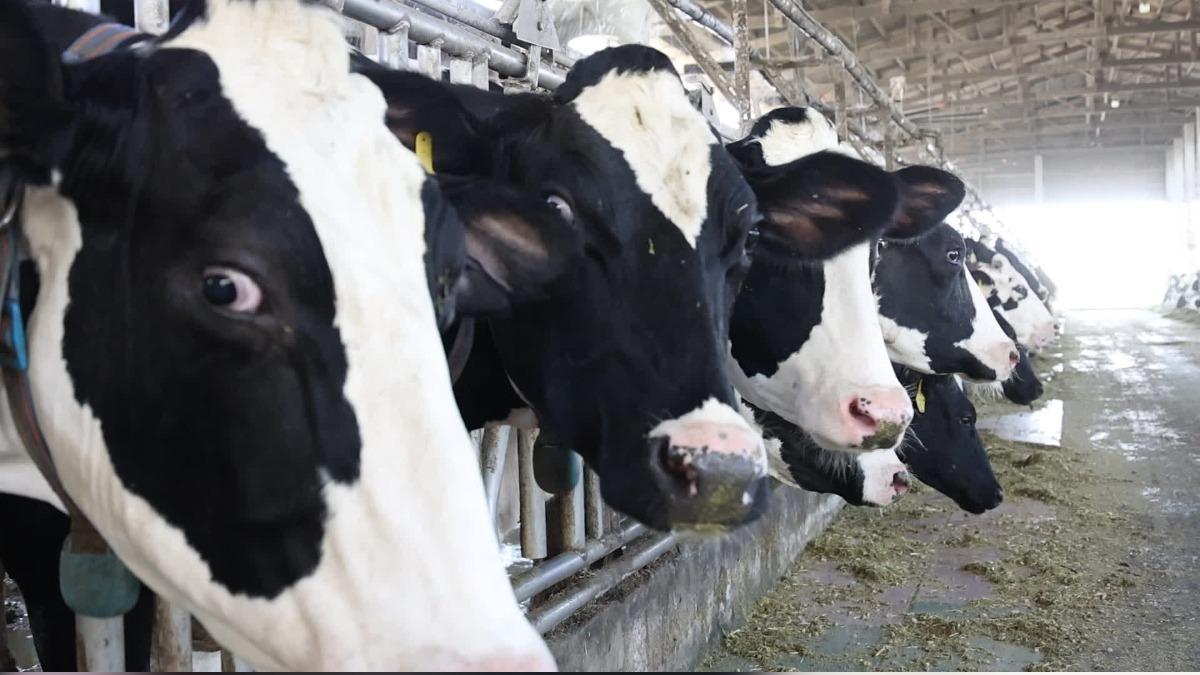 Taiwanese dairy, rice farmers innovate amid US import threat
