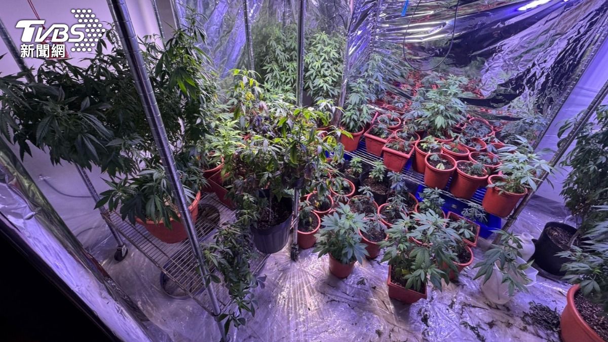 外籍補教老師製造「大麻產業鏈」　4年至少海撈2千萬
