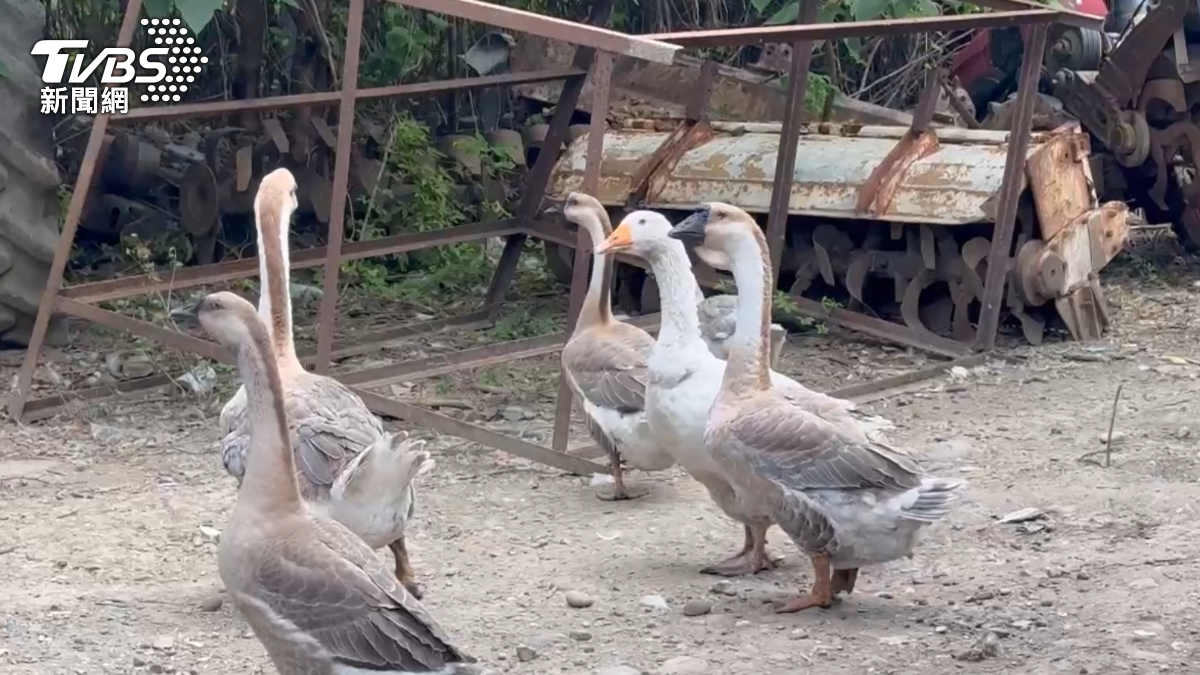 飼主養了20多隻鵝。（圖／TVBS）