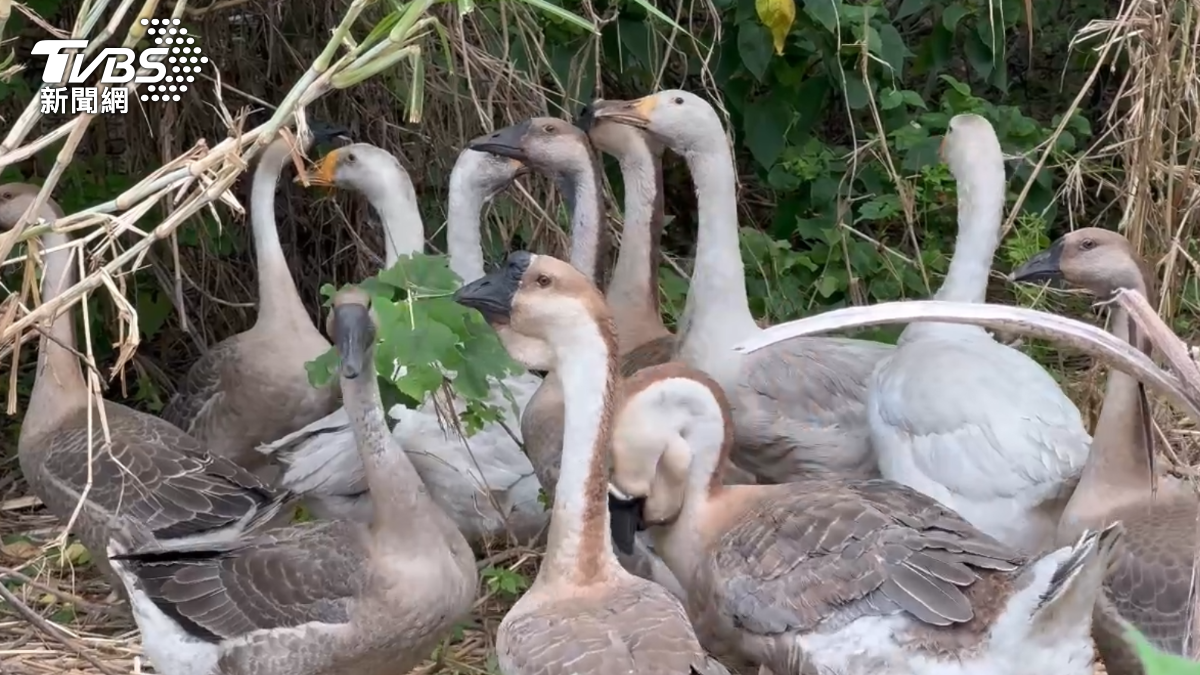 飼主認為鵝出門會再自行走回家。（圖／TVBS）