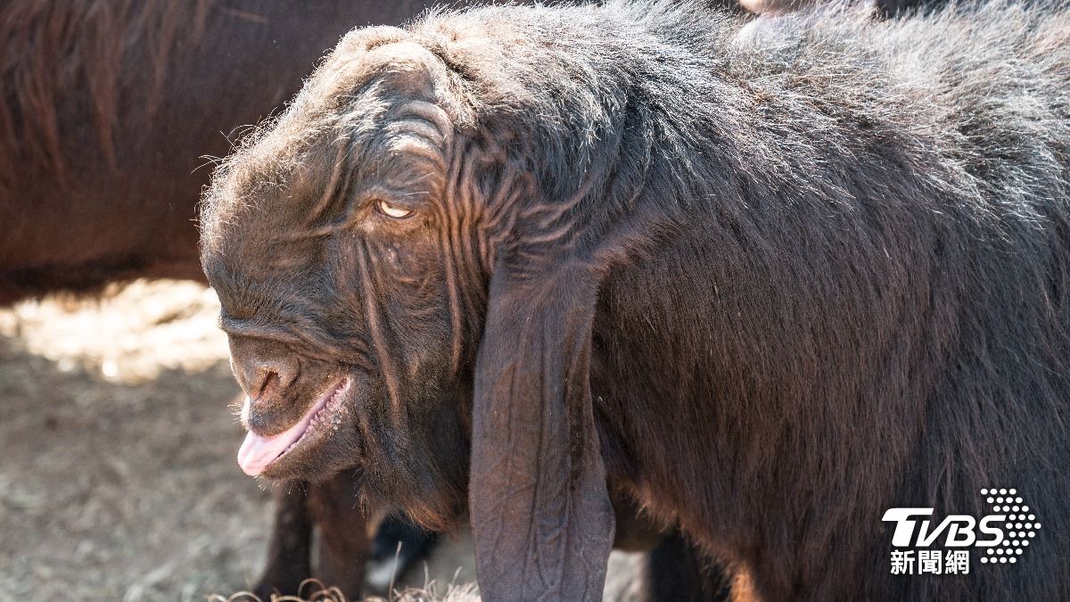 大馬士革山羊。（示意圖／Shutterstock達志影像）