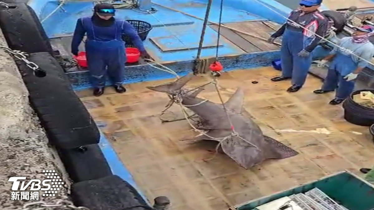 鎖港捕獲「南方龍紋鱝」高級魚翅被吃下肚