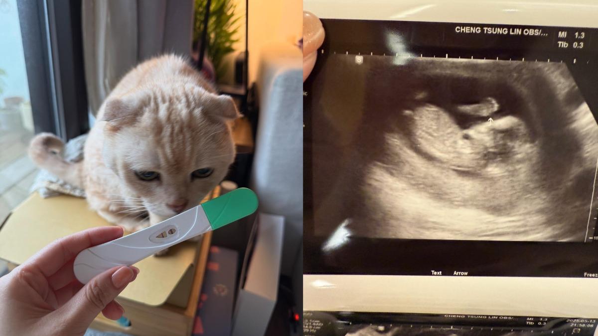 玉兔曬驗孕棒和超音波照。（圖／翻攝自玉兔IG）