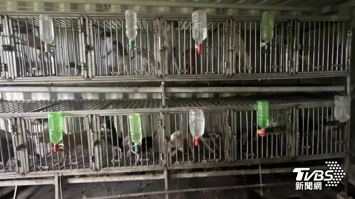 漆黑不見天日！「貨櫃屋」非法養殖場藏26犬