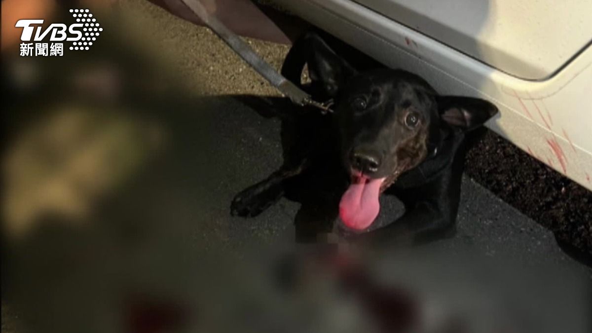 心疼！黑狗遭撞卡車底　員警即刻救援送醫