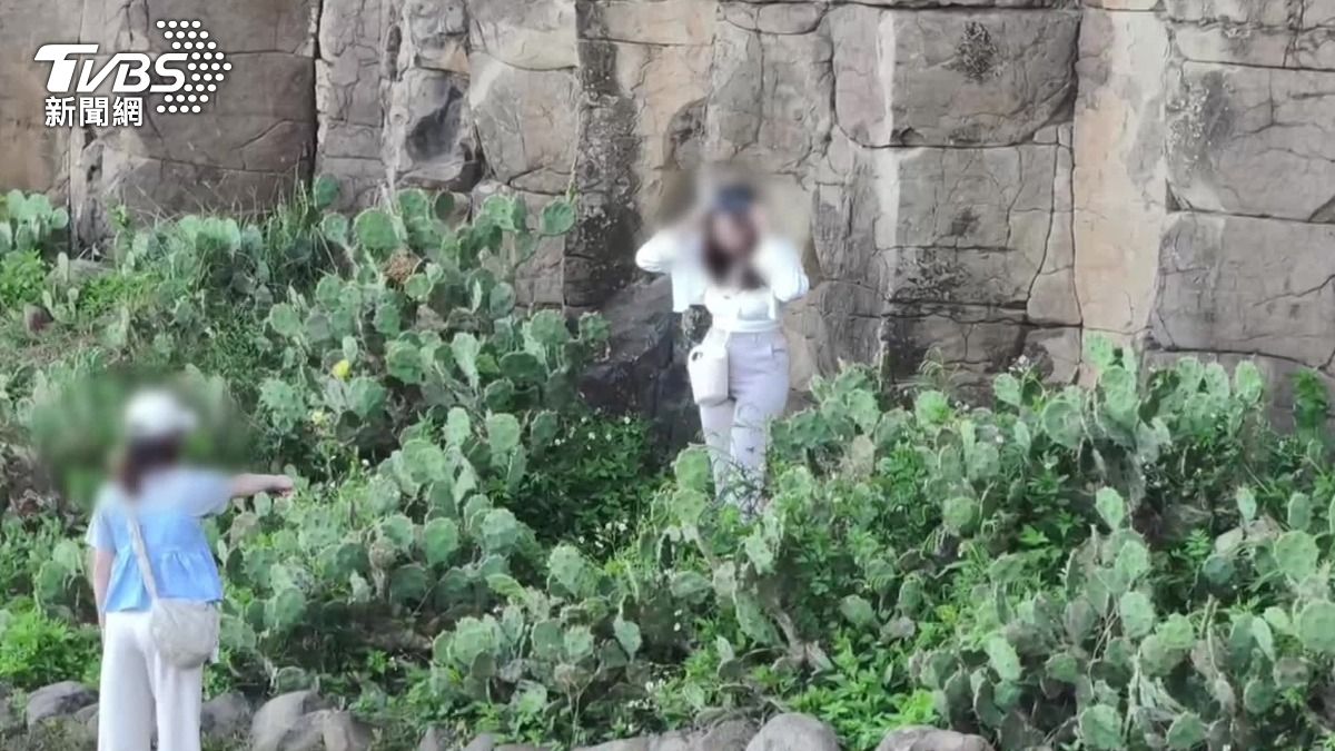 罰百萬不怕？女跨仙人掌　攀玄武岩拍美照