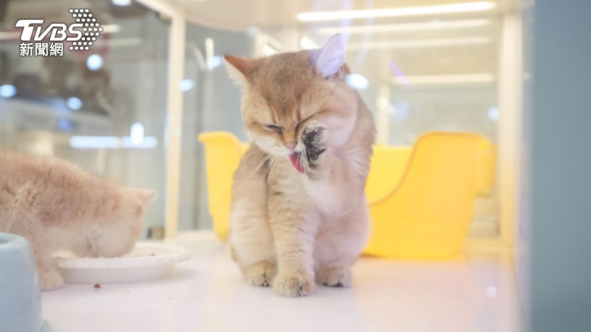 可愛的貓參與台北寵物展。（圖／華子琛攝）