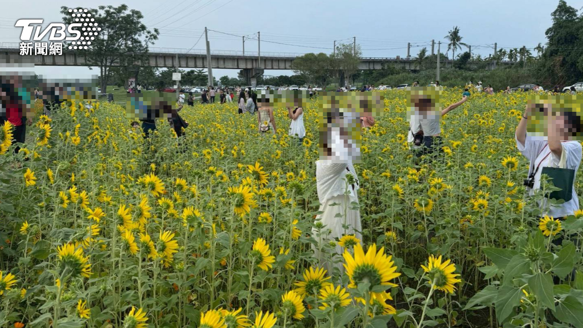 遊客搶拍美照！屏東爆紅「鐵橋花海」遭踐踏踩爛　亂象曝光