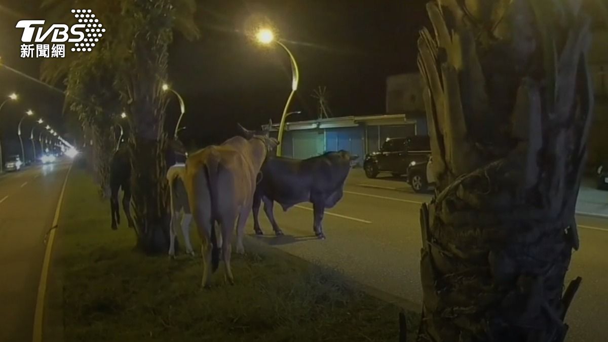 昨晚花蓮吉安有一群牛隻走到大馬路上影響交通。（圖／TVBS）