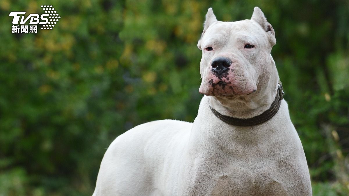 北市杜高犬失控撲咬！他護愛犬受傷　飼主辯沒攻擊：不然會更慘