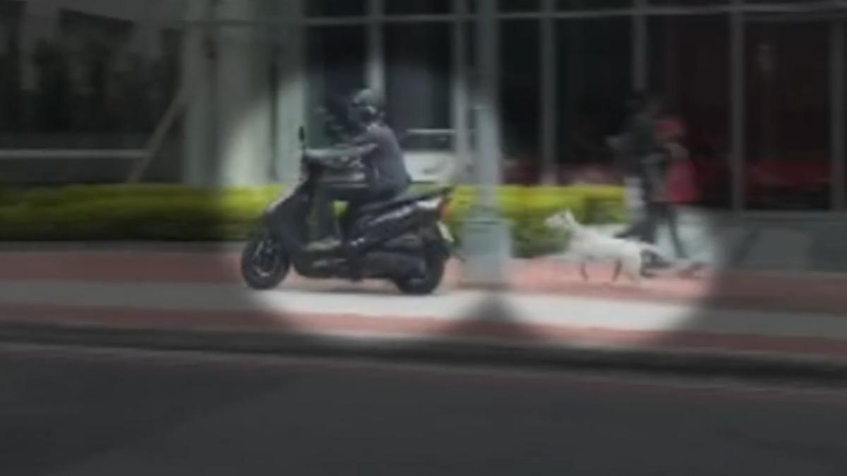 黑騎士人行道騎車遛狗　白汪撞燈桿倒地