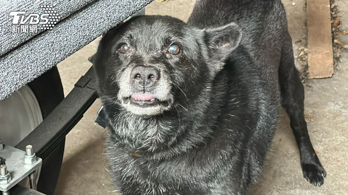 基隆市消防局保養場內的米克斯犬「妞妞」，不慎咬傷消防隊員手。（圖／TVBS）