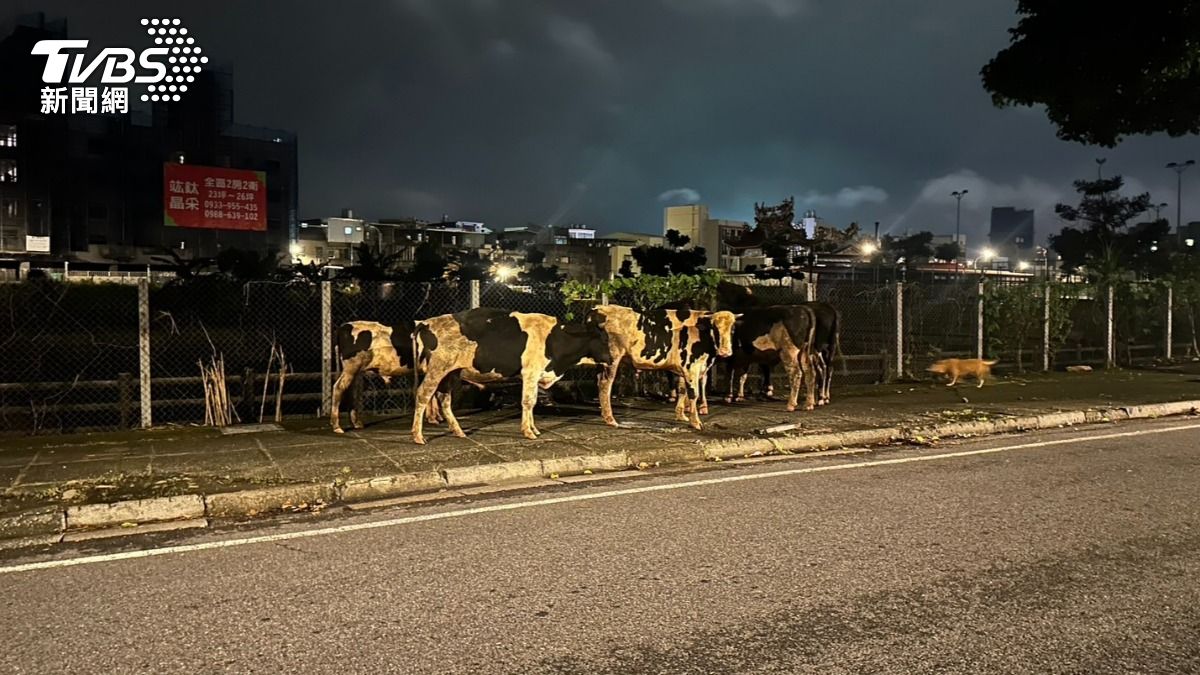 桃園馬路變牧場！6頭乳牛「夜遊」亂闖馬路　警充當牧童助牽回
