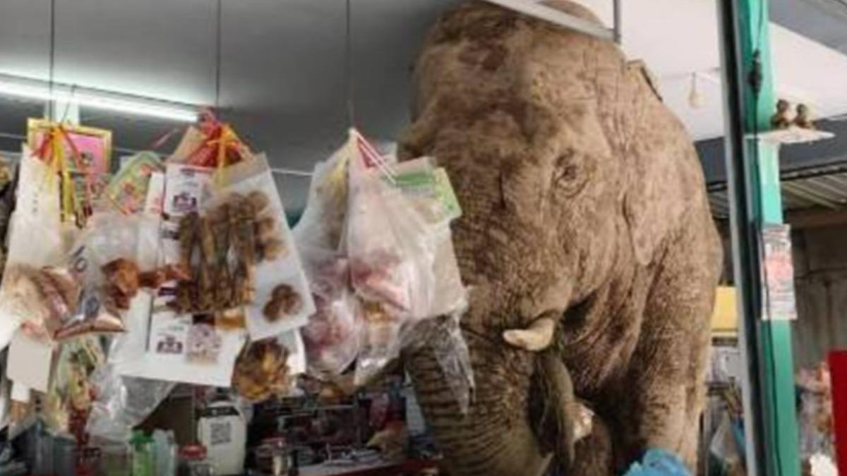 泰大象闖超市！狂吃雞蛋、米餅　店主苦笑：幸好沒把店拆了
