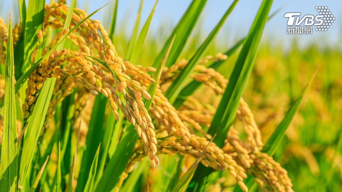 今迎芒種！命理師點名「5生肖」大翻身　他自帶好運還有貴人相助
