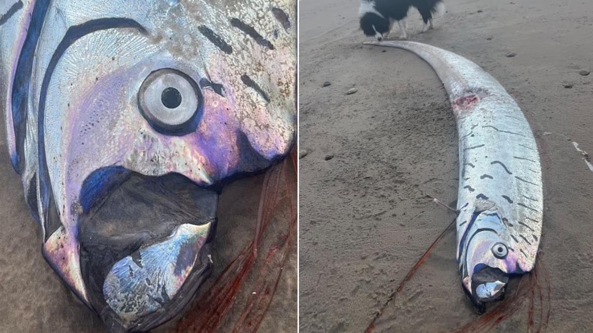 澳沙灘驚見「2.7M巨型地震魚」　網憂：世界末日越來越近？