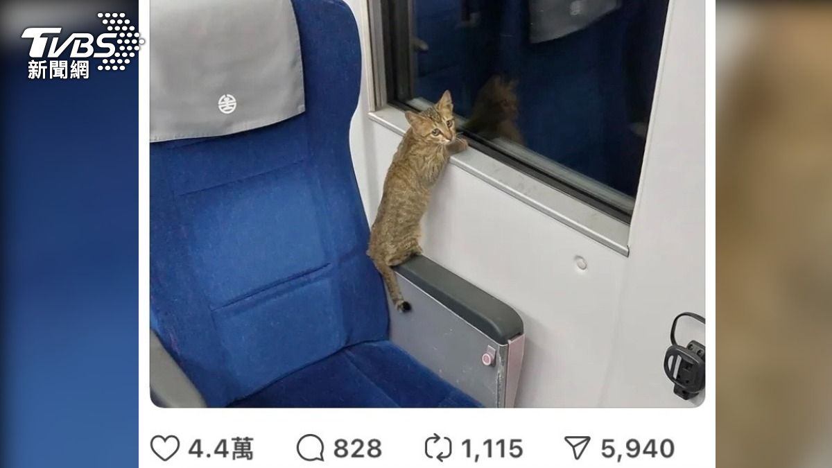 小虎斑貓趴在火車窗台上，看似楚楚可憐。(圖/翻攝自脆友)