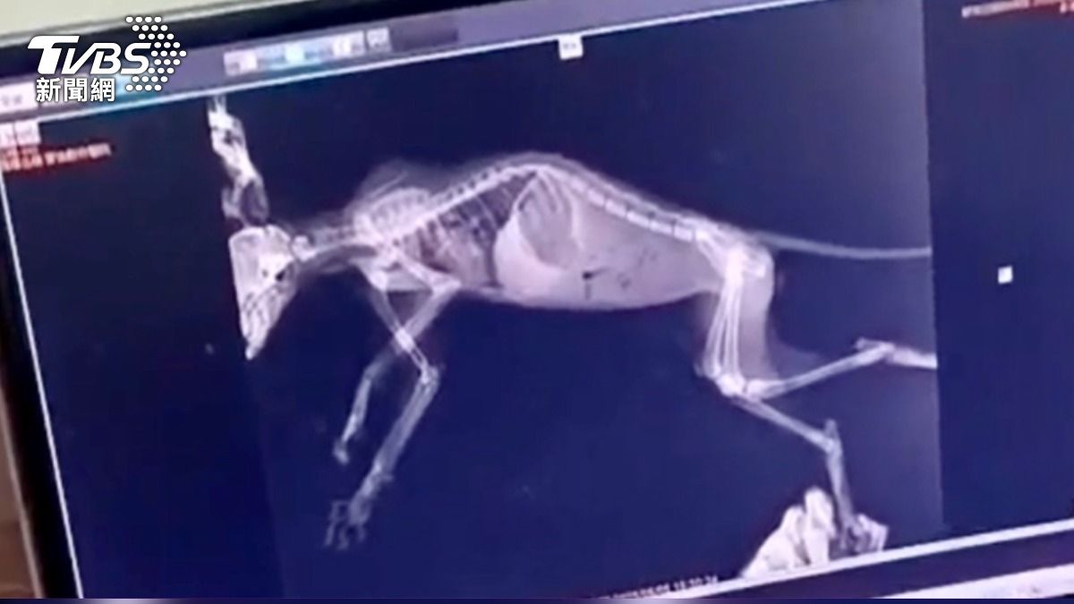 台東站員工自費替小貓X光檢查。(圖/台東站員工提供)