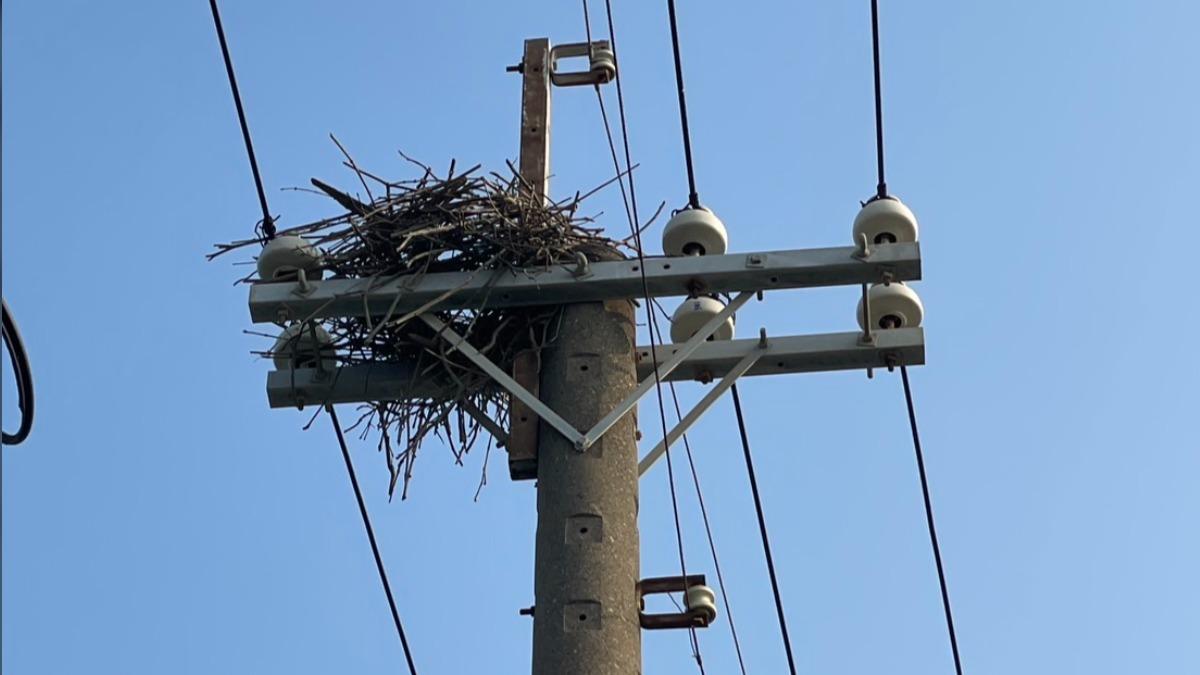 外物碰觸包含鳥類、松鼠等動物誤觸。（圖／台電台中區處提供）