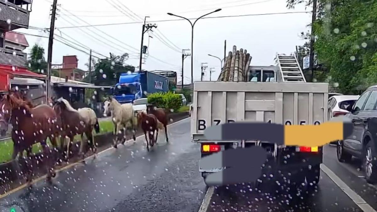 馬路上有馬！壯圍七匹馬街頭逆向奔馳　嚇壞駕駛