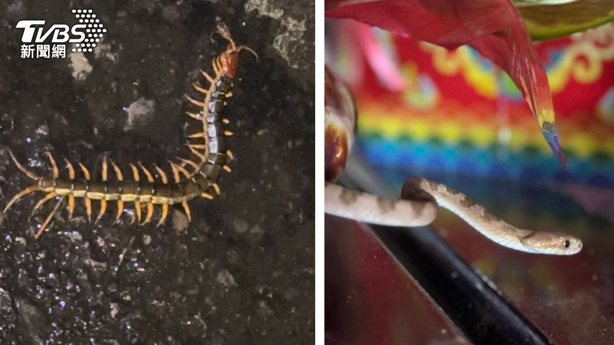 「金頭蜈蚣」出現在廟前廣場。（圖／TVBS）