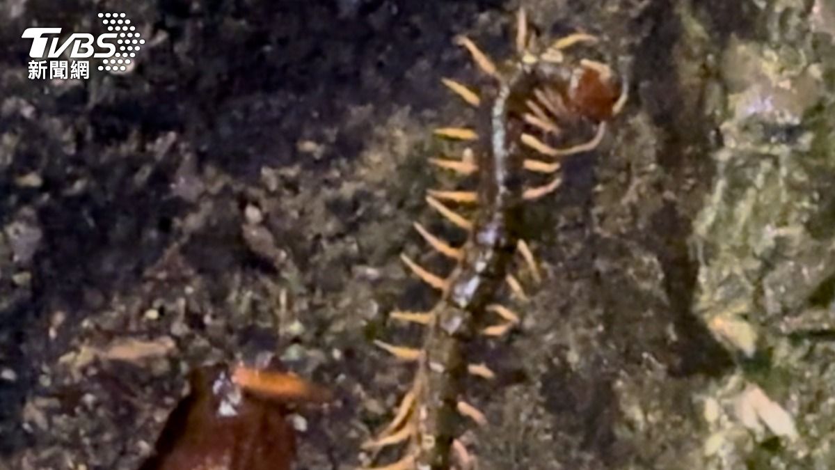蜈蚣至少超過10公分。（圖／TVBS）