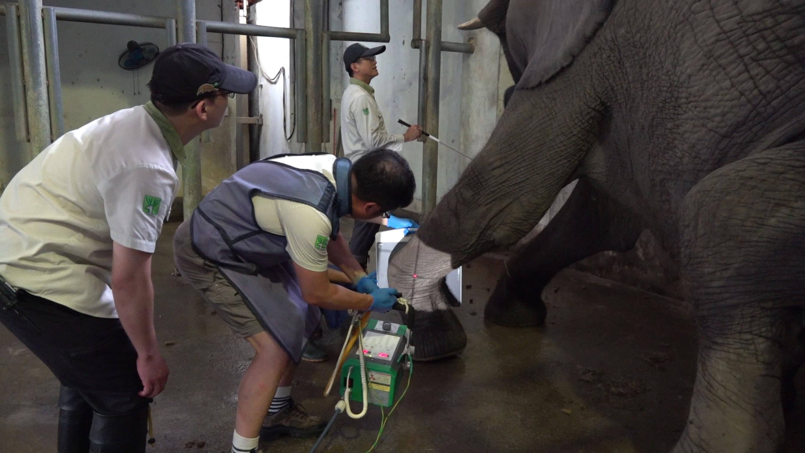 醫療團隊發現美代左前肢不正常步態。（圖／動物園提供）