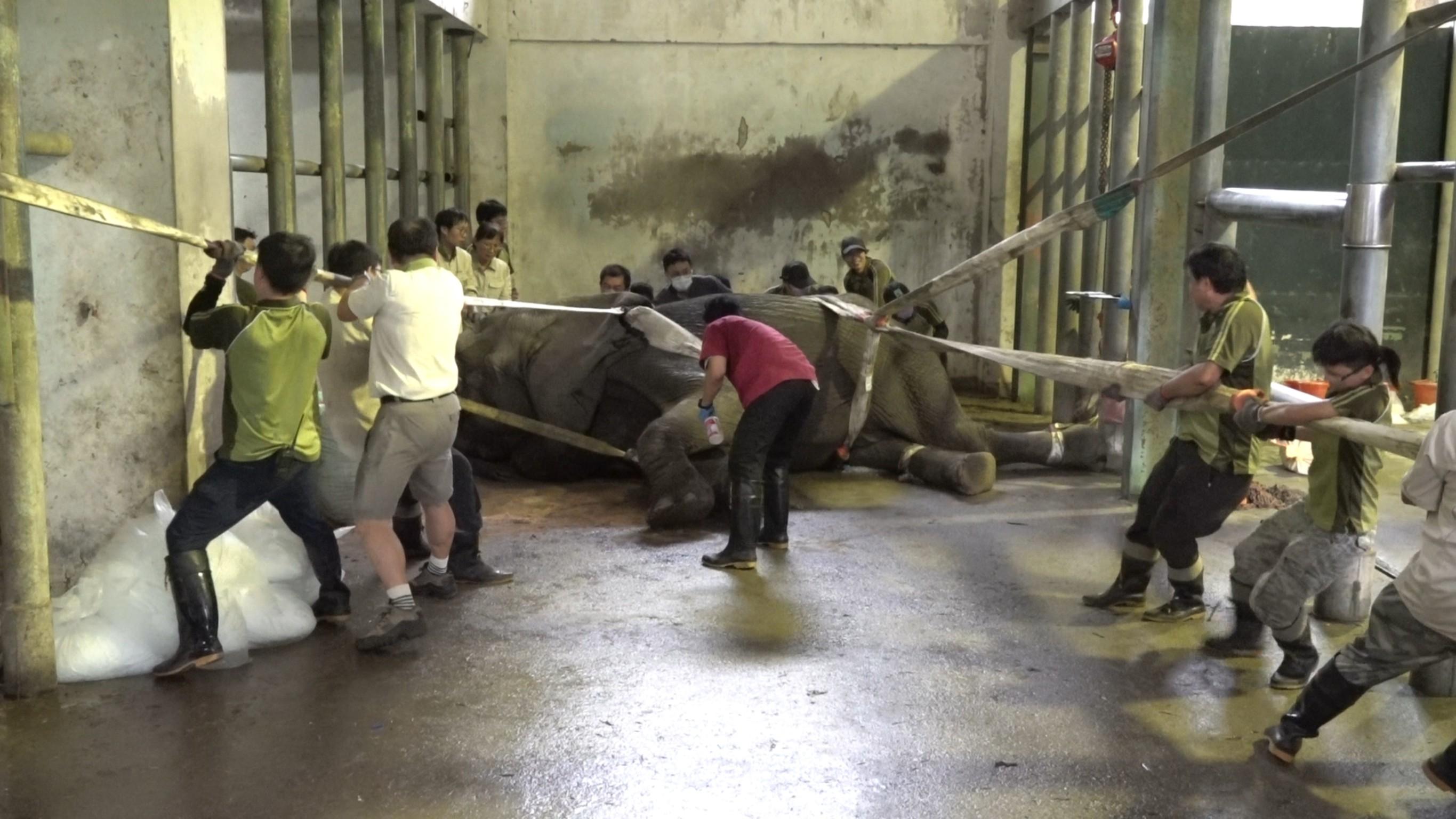 美代倒下後，體力急遽下降。（圖／動物園提供）
