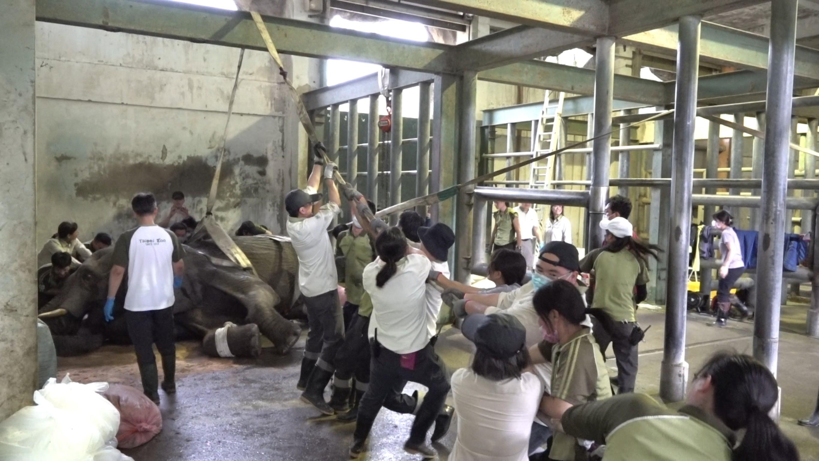 即使醫療團隊嘗試將牠拉起，仍徒勞無功。（圖／動物園提供）
