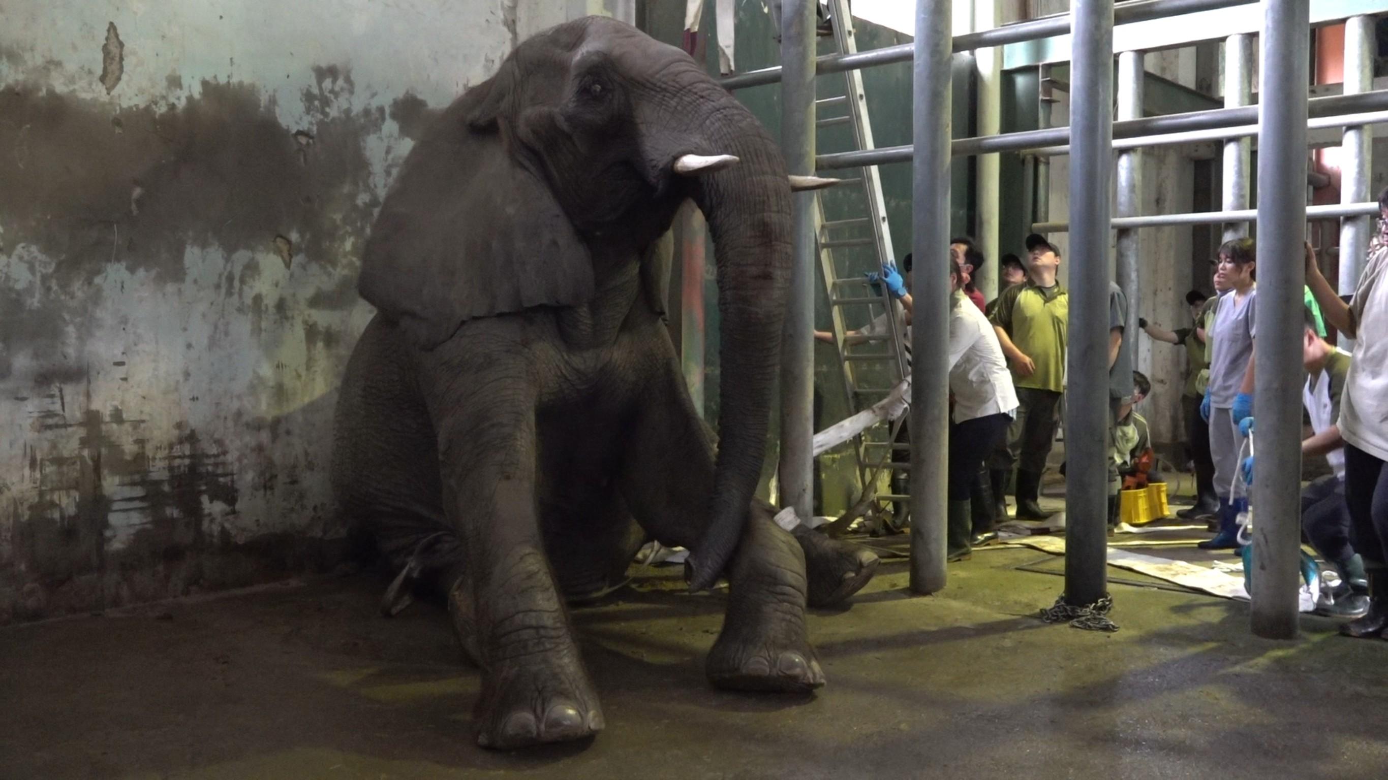 美代坐下後，就再也起不來了。（圖／動物園提供）