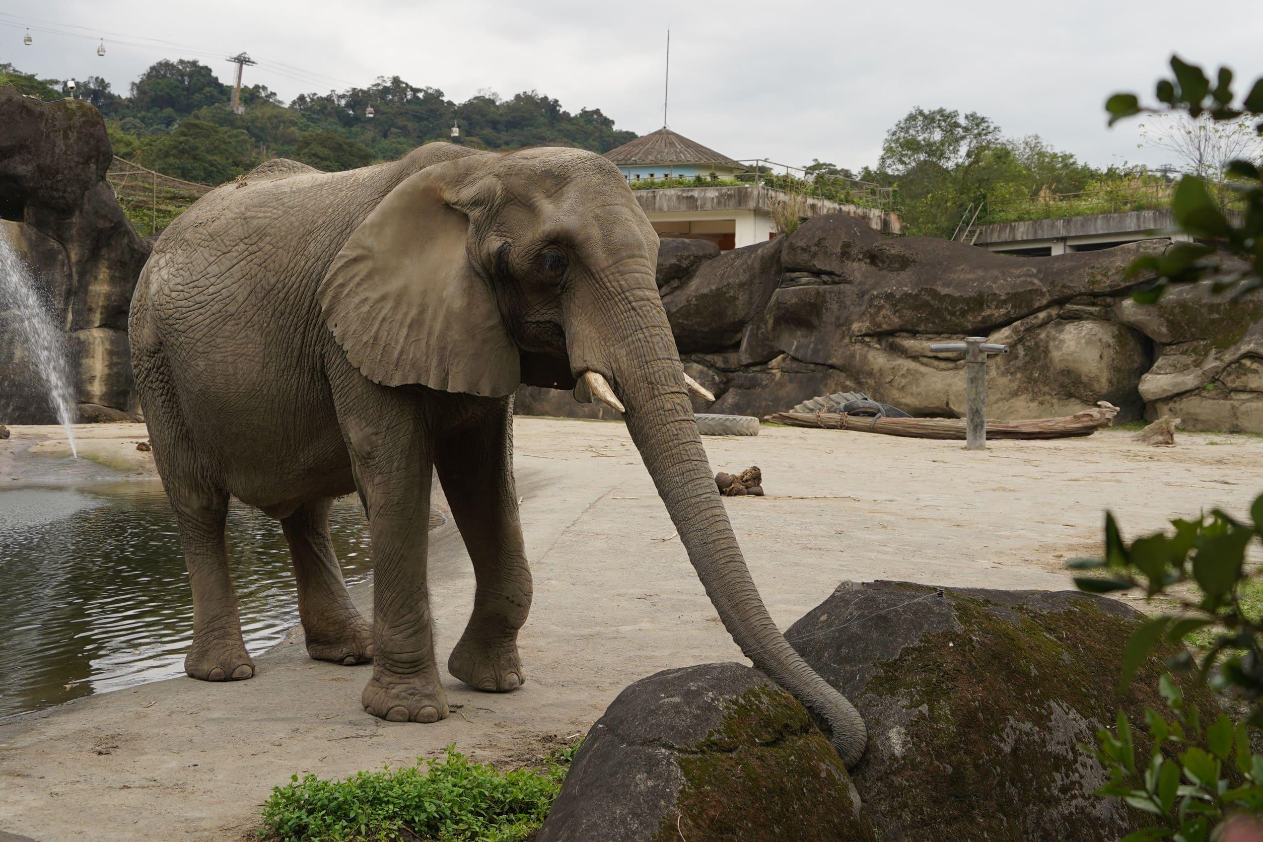 非洲象美代。（圖／動物園提供）