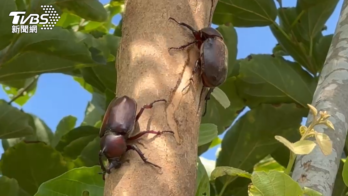有移工抓獨角仙來吃。（圖／TVBS）