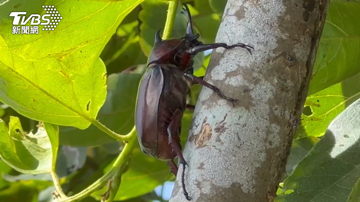 獨角仙的數量銳減。（圖／TVBS）
