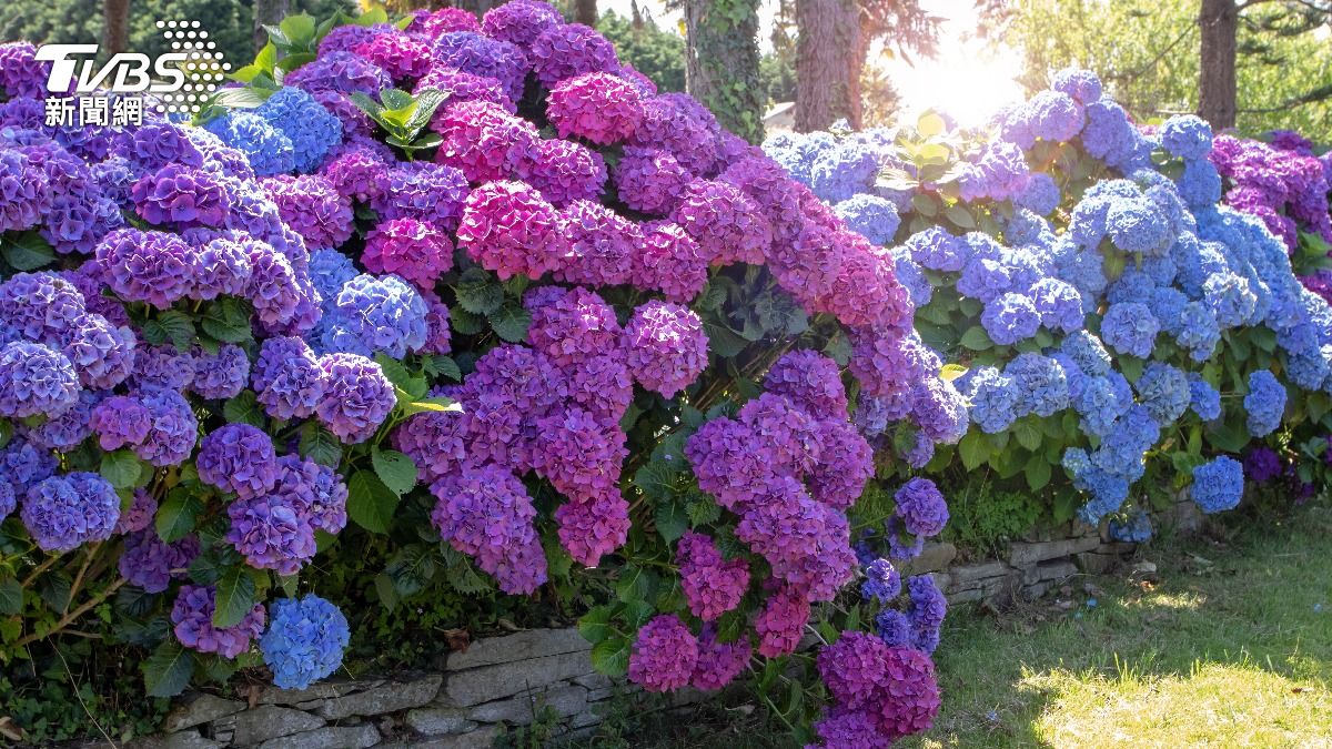 錯過繡球花盛開要再等一年。（示意圖／shutterstock 達志影像）