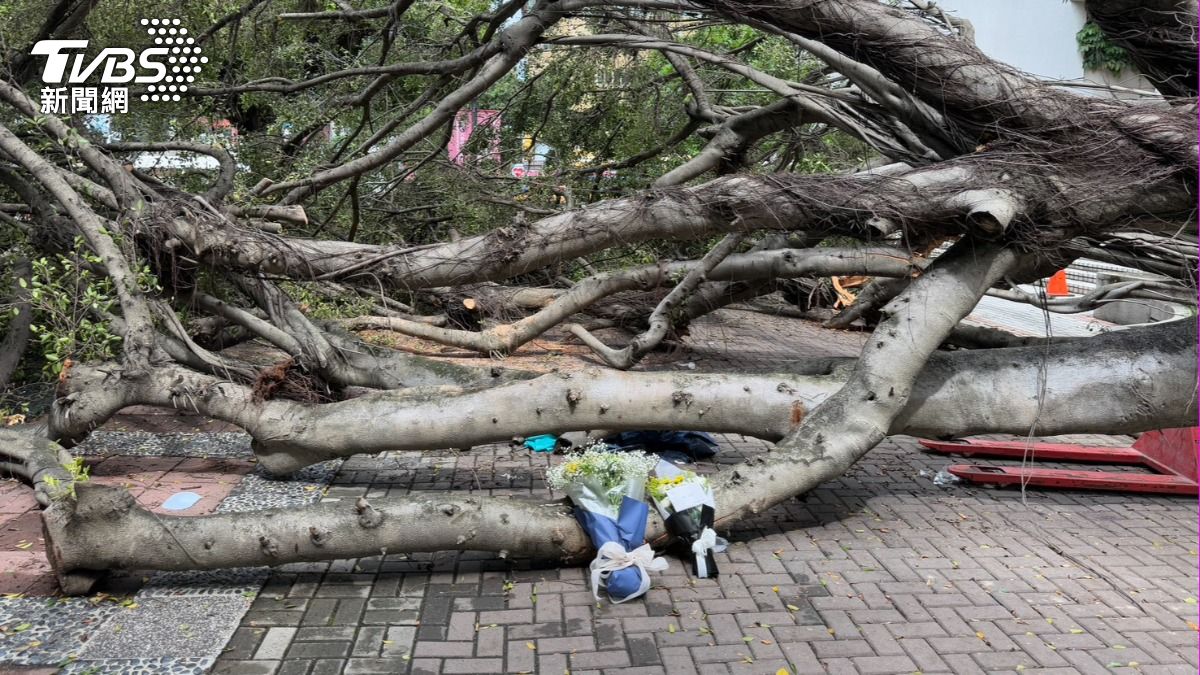 男同學遭巨樹遭死。（圖／陳祁攝）