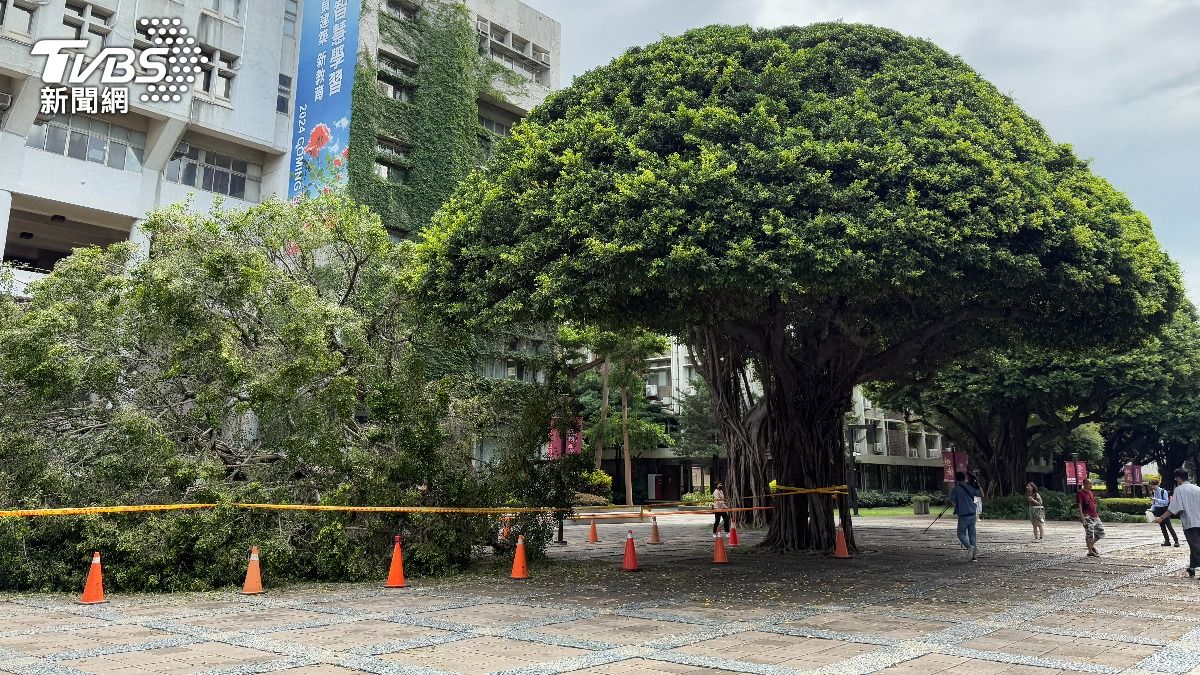 樹木倒塌砸死學生。（圖／陳祁攝）