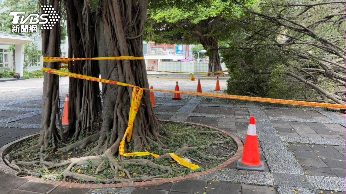 校方將剷除砸死人的樹。（圖／陳祁攝）
