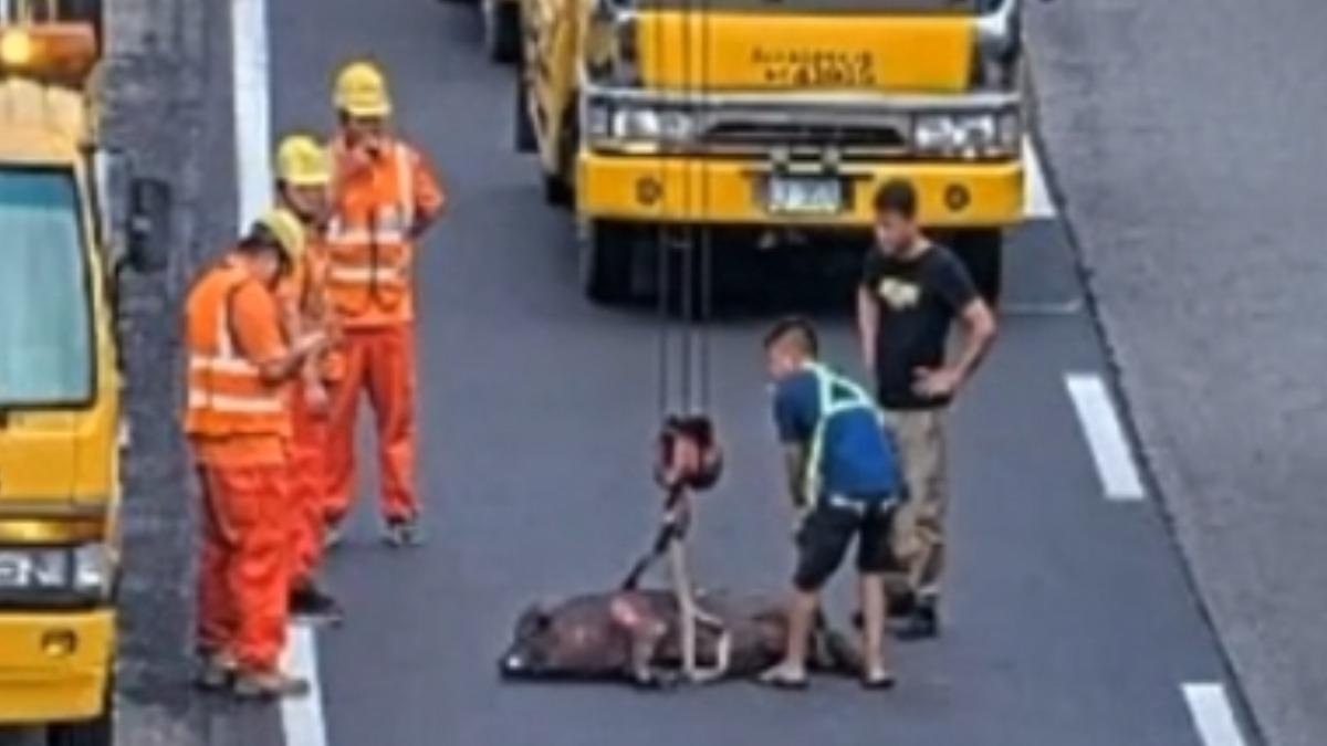 黑豬因為後腿受傷，只能趴臥在車道上，動彈不得的模樣讓人心疼。（圖／翻攝自高公局1968）