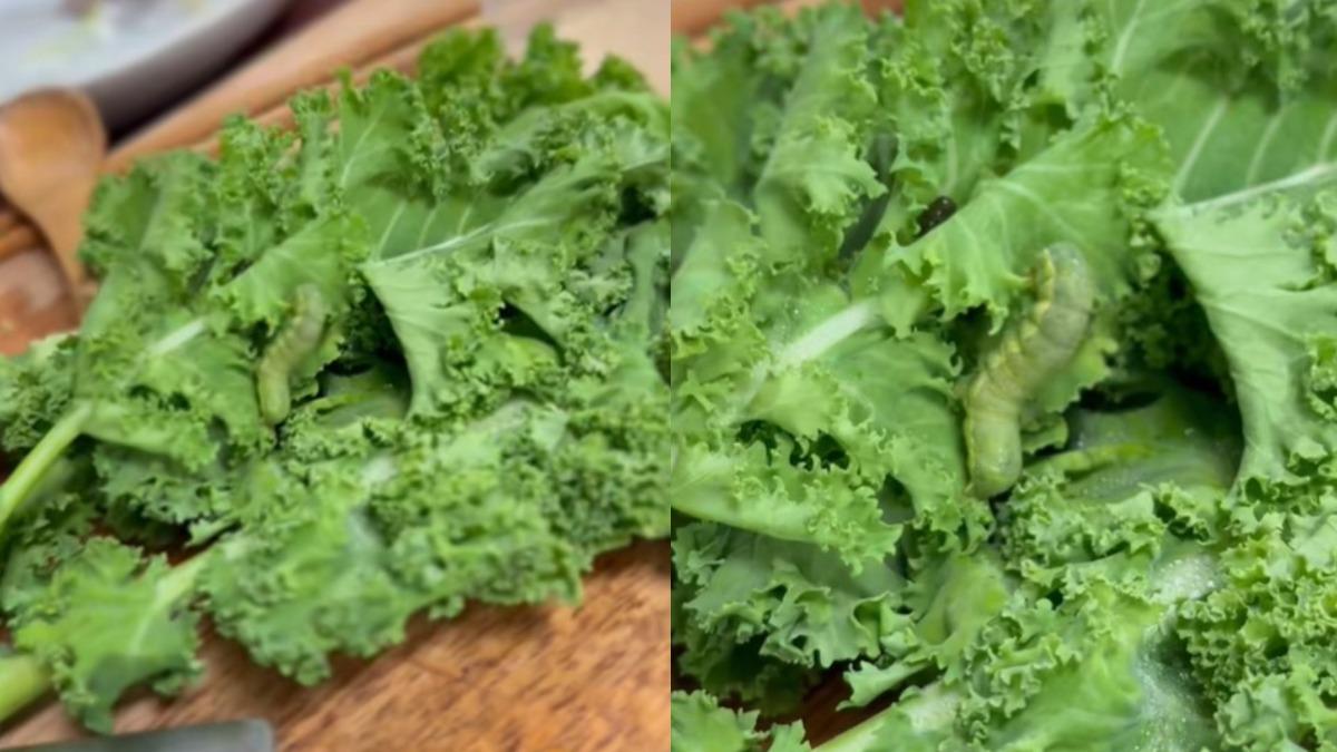 好市多買1蔬菜！打開驚見「巨大毛毛蟲」　網推爆：是好事
