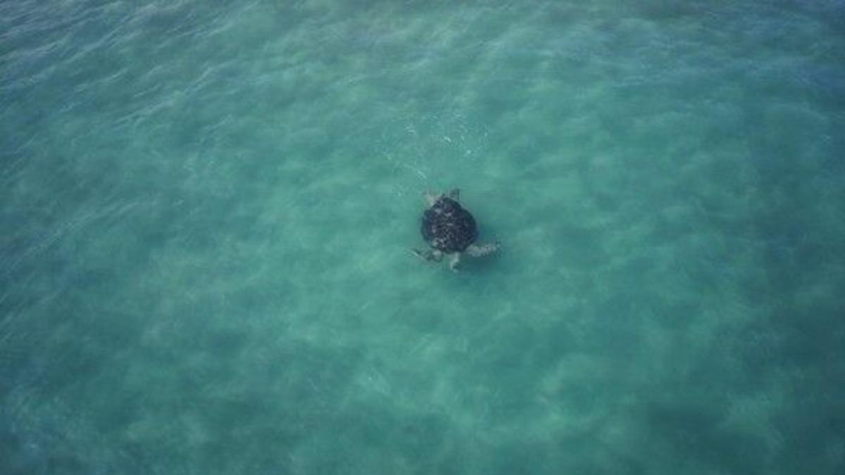 Protected sea turtles return to wild from Taiwan facility