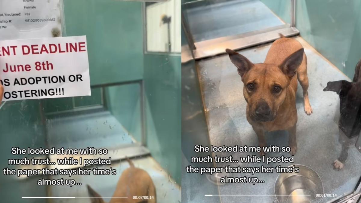 比特犬-安樂死-動物收容所-TikTok