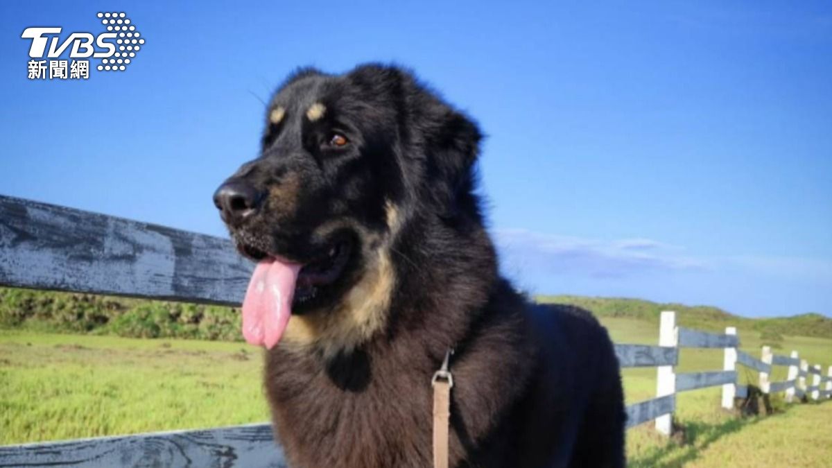 農業部將比特犬等六種犬隻列為「危險性犬隻」,上圖為獒犬。(圖/TVBS)