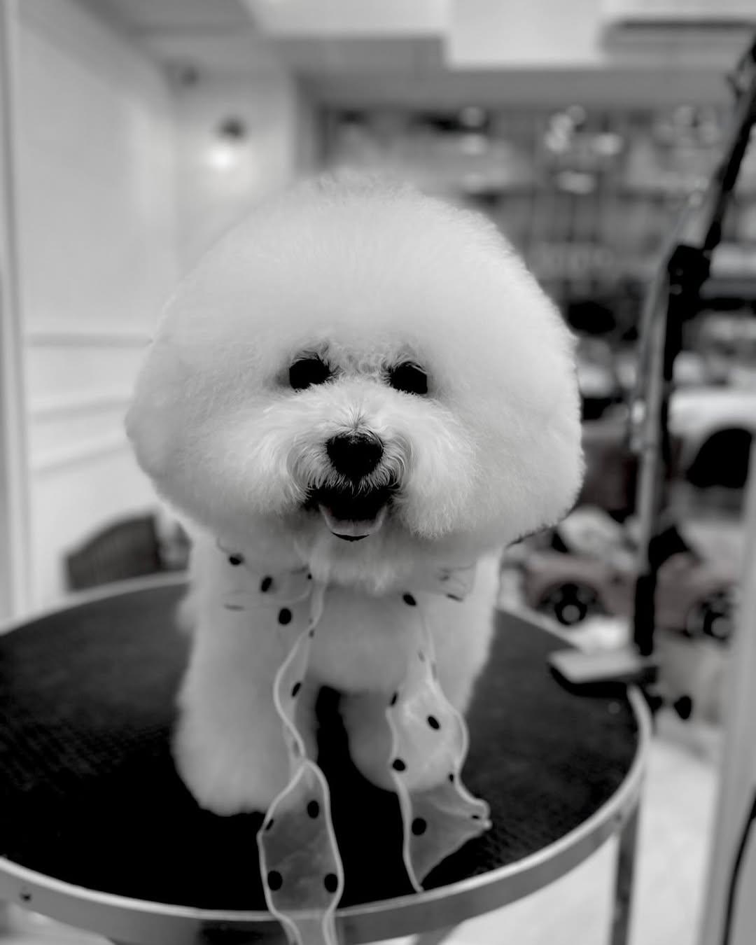 賈靜雯的15歲「狗女兒」miu miu過世。（圖／翻攝自賈靜雯IG）