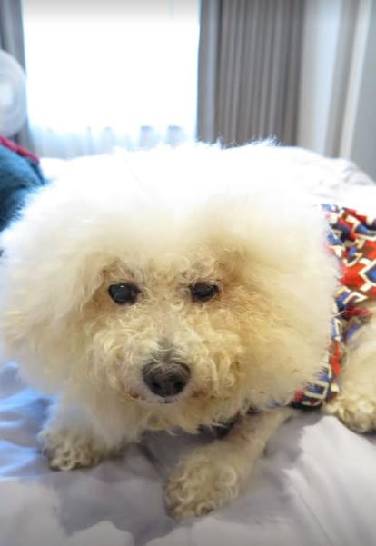 miu miu是梧桐妹的妹妹。（圖／翻攝自梧桐妹IG）